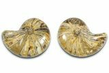 Jurassic Cut & Polished Nautilus (Cymatoceras) Fossil -Madagascar #365501-1